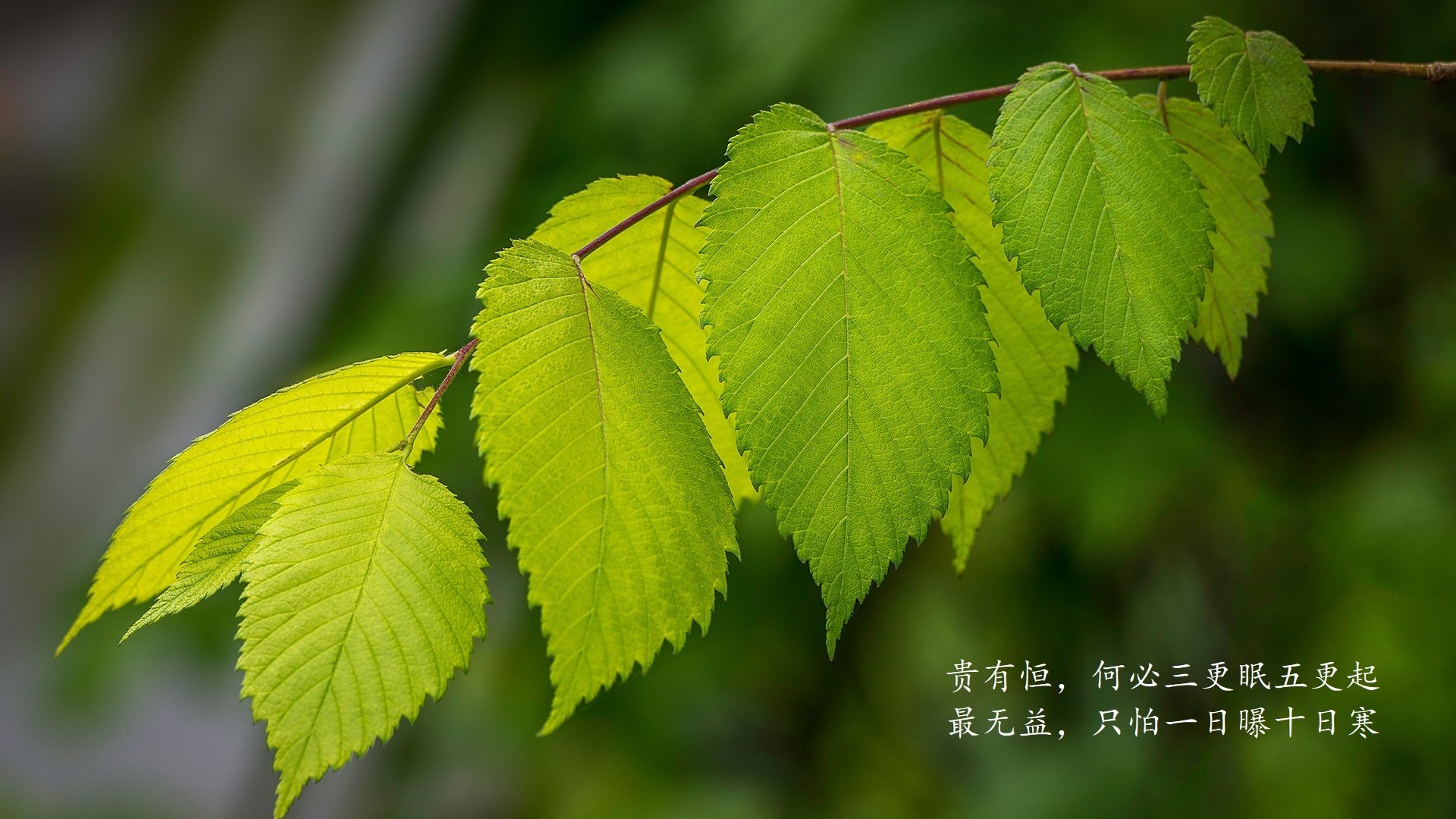 开云体育视频直播-WRC牙买加：雨后泥泞带来激烈对抗，dancehall牙买加