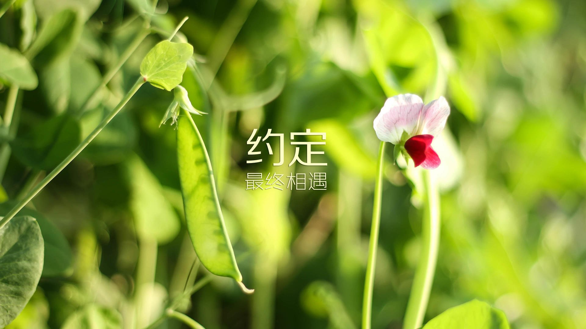 开云kaiyun-【攻守结合】奥沙利文：由快速攻防转变带来的奇迹战术，奥沙利文破百